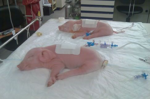 Investigacin experimental